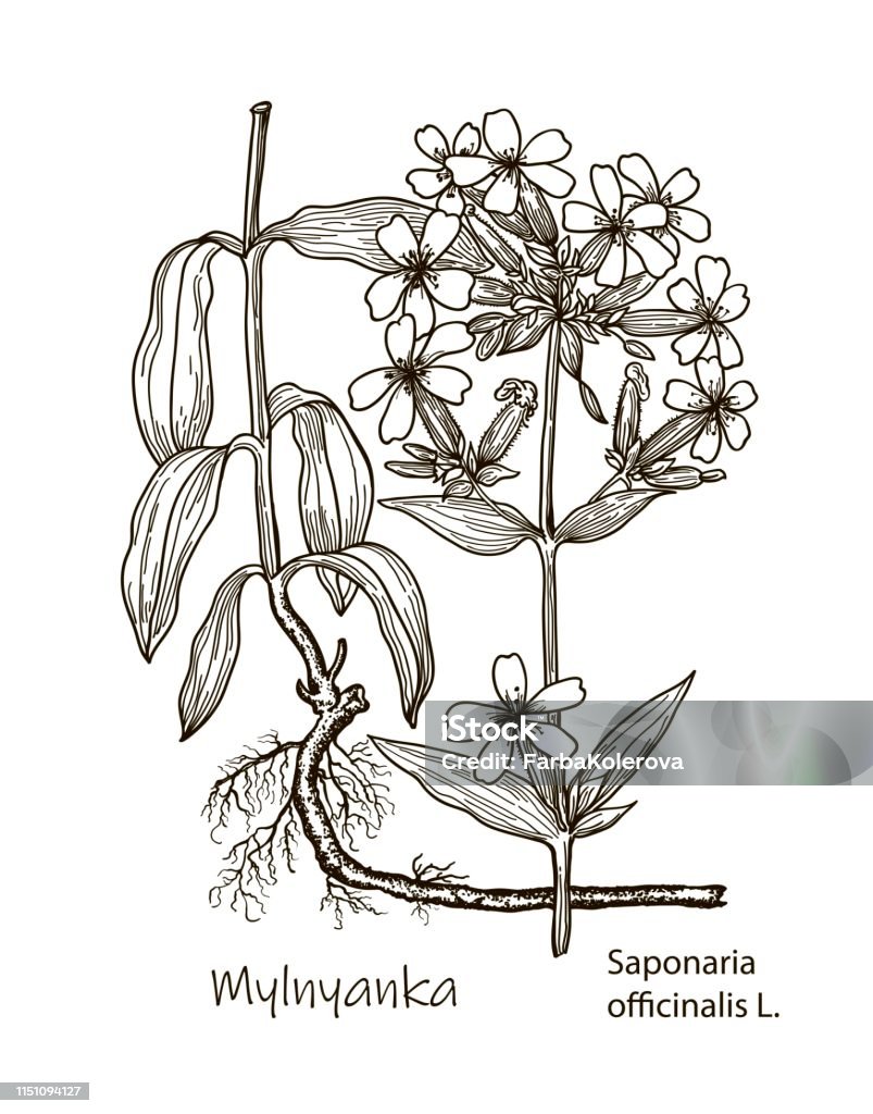 Vector images of medicinal plants. Detailed botanical illustration for your design. Wild Rosemary Rhododendron tomentosum, or Labrador tea. Hand drawn illustration Vector images of medicinal plants. Detailed botanical illustration for your design. Wild Rosemary Rhododendron tomentosum, or Labrador tea. Hand drawn vector illustration Illustration stock vector