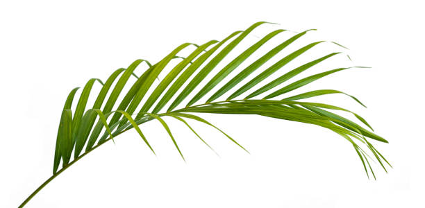 istock View side of leaf stem of Palm 1151094128