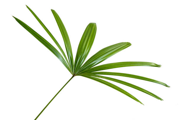 istock View side of leaf stem of Raphis excelsa 1151094131