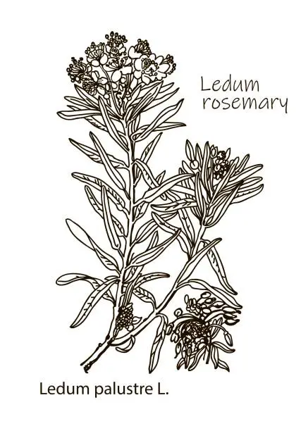 Vector illustration of Vector images of medicinal plants. Detailed botanical illustration for your design. Wild Rosemary Rhododendron tomentosum, or Labrador tea. Hand drawn illustration