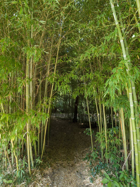 istock High thickets of bamboo. 1151094200
