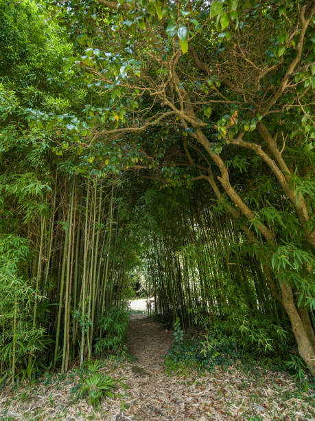 istock High thickets of bamboo. 1151094714