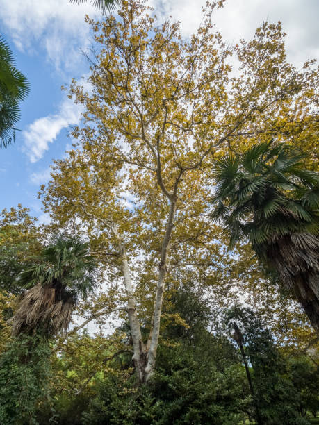 istock Maple with yellow leaves against a blue cloudy sky. 1151094747