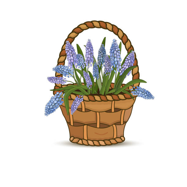 ilustraciones, imágenes clip art, dibujos animados e iconos de stock de flores de muscars azules en una cesta de flores sobre un fondo blanco. vector - hanging flower basket isolated