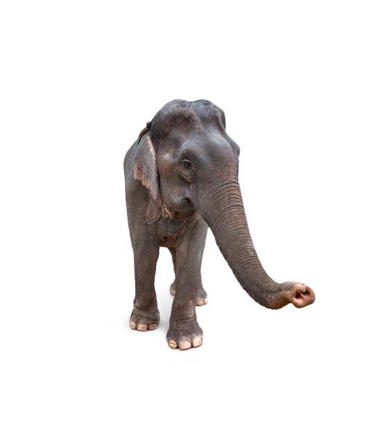 istock female asia elephant isolated on white background 1151096136