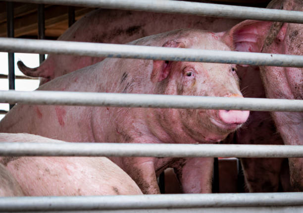 schweine im lkw-transport vom bauernhof zum schlachthof. fleischindustrie. vieh. tierfleischmarkt. tierrecht-konzept. schweineleiden und grausamkeit bei der lieferung in schweinefleisch verarbeitungsfabrik. schwein. - slaughterhouse stock-fotos und bilder