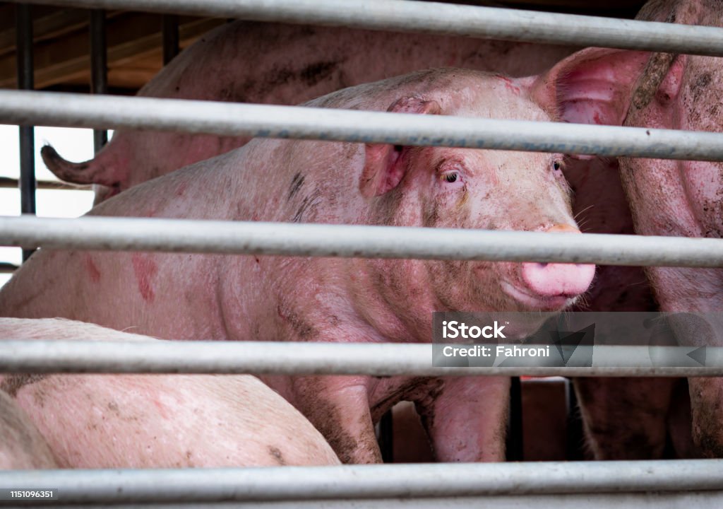 Pigs In Truck Transport From Farm To Slaughterhouse Meat Industry Livestock  Animal Meat Market Animals Rights Concept Pig Suffering And Cruelty During  Delivery To Pork Processing Factory Swine Stock Photo - Download