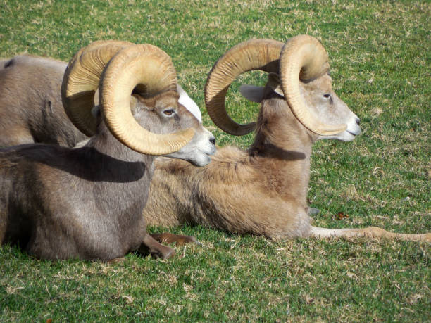 2 Wild Bighorn Sheep in Boulder City, Nevada