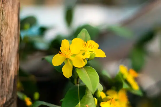 yellow Mickey-mouse plant flower with green leaves on natural background
