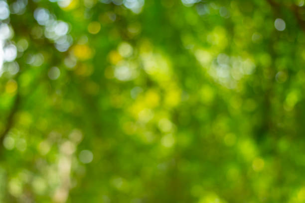 istock Abstract nature green bokeh from tree background 1151099904
