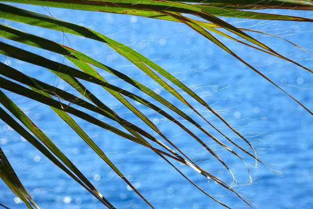 Close up green palm tree leaves over blue water sea in Antalya, Turkey