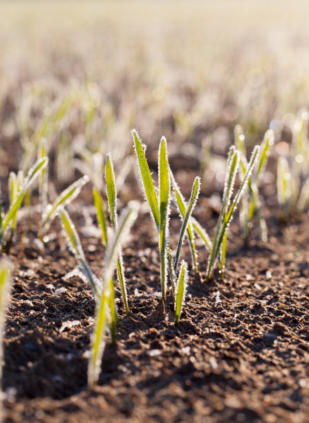 istock Green shoots, close-up 1151103663