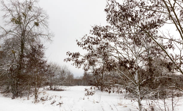 Winter season. Photo