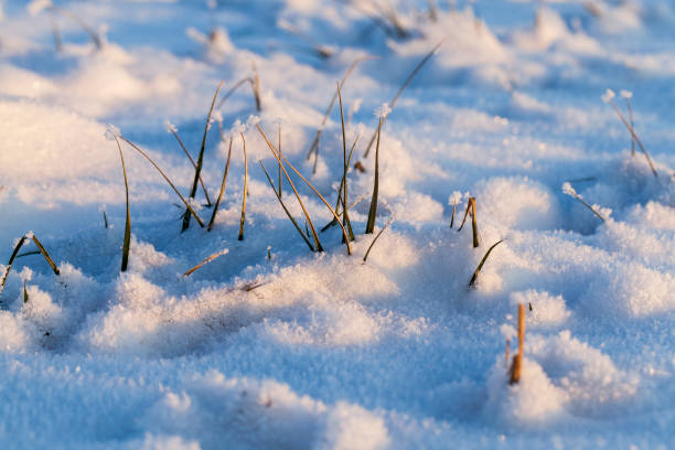 istock Snow drifts in winter 1151103744