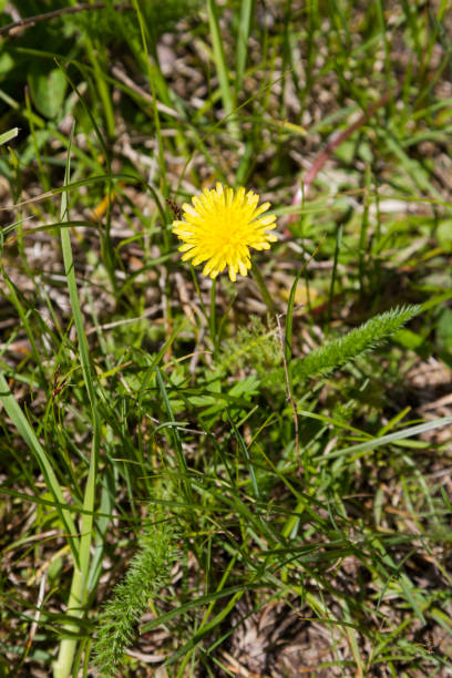 istock beautiful dandelion flower in the grass 1151109420