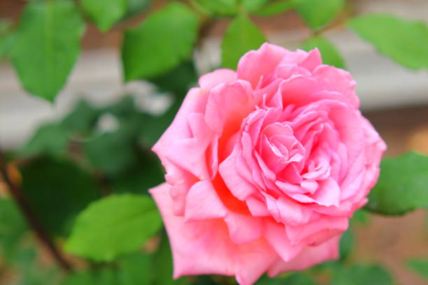 istock Pink rose flowers and green 1151109492