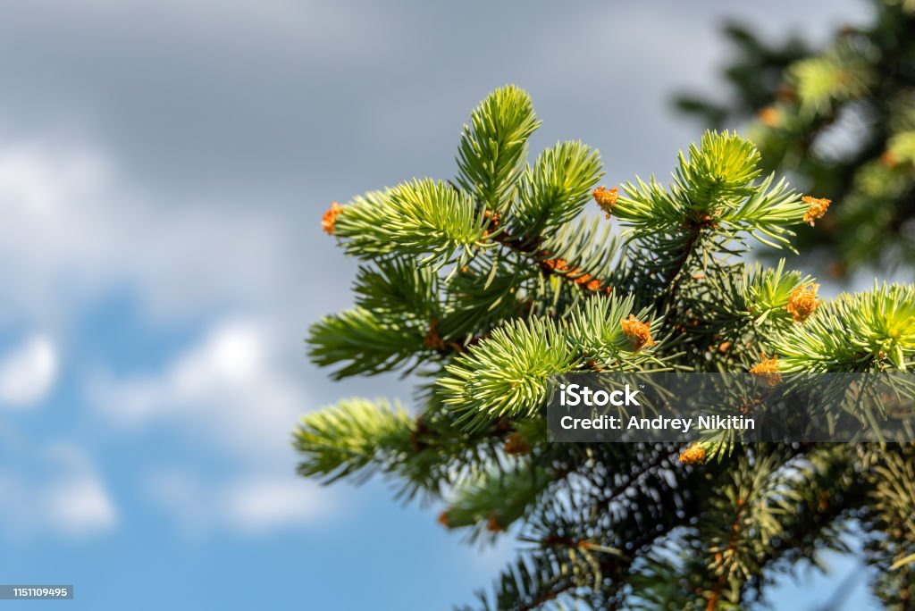 Springtime background with new spring growth on blue spruce Backgrounds Stock Photo