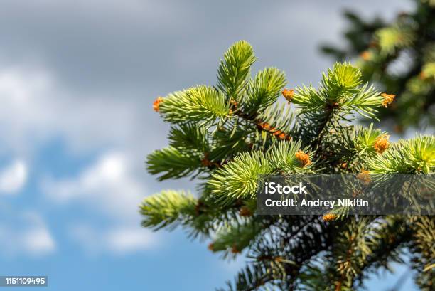 Springtime Background With New Spring Growth On Blue Spruce Stock Photo - Download Image Now