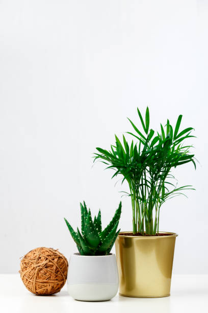 istock Succulent plants aloe and palm in different pots. 1151110300