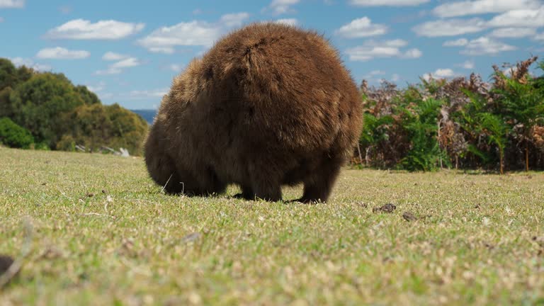 Vombatus ursinus - Common Wombat eating grass in Tasmania, Australia