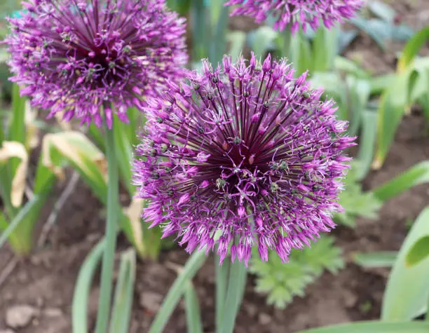 Big and round purple flowers "Early emperor" ornamental onion flowers allium jesdianum. Big violet bulbs. Allium are bulbous herbaceous perennials with a strong onion or garlic scent.
