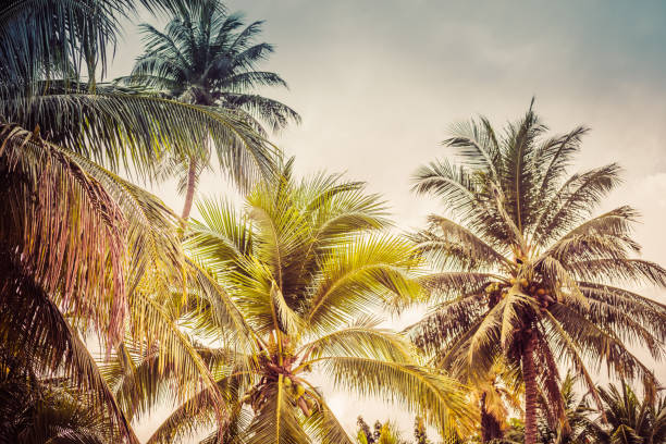 istock background image of tropical palm trees and blue sky 1151112892