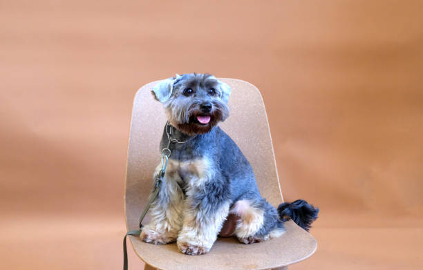 istock Small black mixed breed dog sitting on the timber chair 1151112969