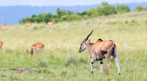 istock Elend antilope in the Kenyan savanna between the different plants 1151114348