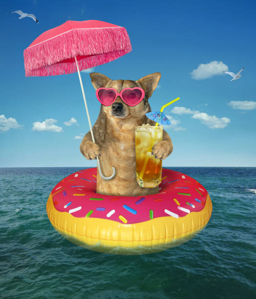istock Dog drinks cold tea on inflatable donut 1151115562