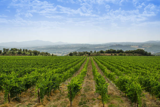 istock Panorama of tuscan vineyard 1151115710