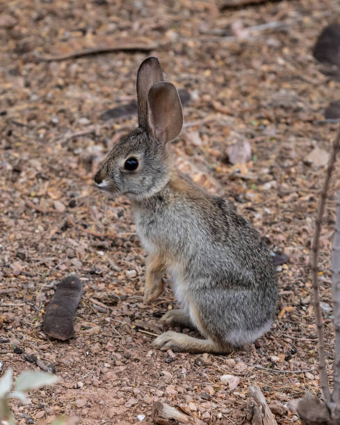 junge wüste cottontail kaninchen sitzen in arizona sonoran wüste. - sonora state stock-fotos und bilder