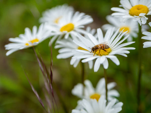 Honeybee on a flower in the Spring