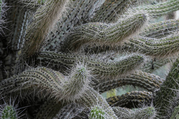 nahauflage waffen von südamerikanischen toothpick cactus - sonora state stock-fotos und bilder