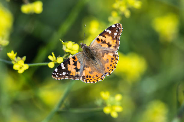 istock Painted lady Butterfly feeding on mustard flower. Eyes facing camera 1151116907