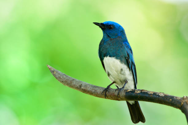 istock Beautiful migratory blue and white bird perching on sharp wooden stick while passing Thailand Leam Pak Bia Environmental Lerning Project in migration season 1151118348