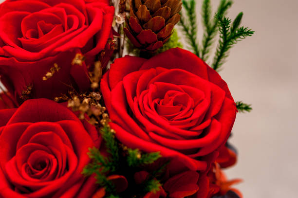 istock Close up of three red roses with a cone 1151118404