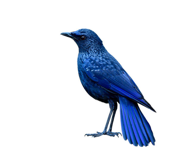 istock Blue whistling thrush (Myophonus caeruleus) mysterious dark blue bird with black bills morph fully standing showing its sharp feathers details isolated on white background 1151118438