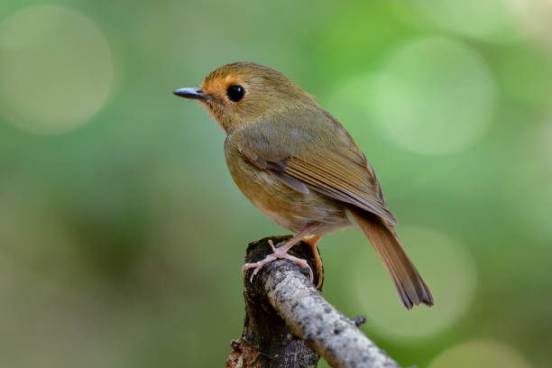istock Cute brown bird with red marks on it brow relax perching on branch in nature, Rufous-browed Flycatcher (Anthipes solitaris) 1151118634