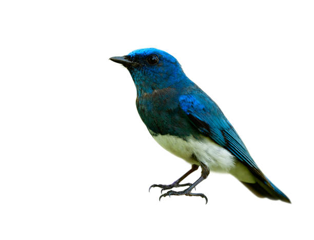 istock Fascinated lovely blue and white bird isolated on white background details from face head body wing legs to tail, Zappey's flycatcher (Cyanoptila cumatilis) 1151118694