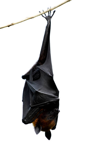 istock Horror Giant fruit bat or Hanging flying fox deeply sleep on tree branch over white background, Scary wild animal 1151118988