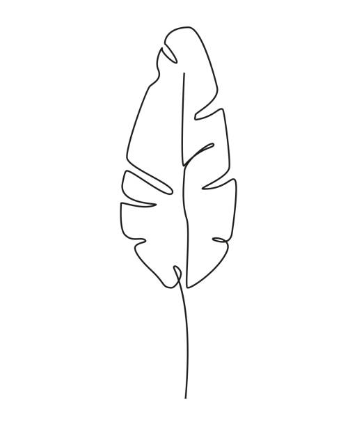 한 선 그리기. 바나나 잎의 윤곽 그리기. - computer graphic leaf posing plant stock illustrations