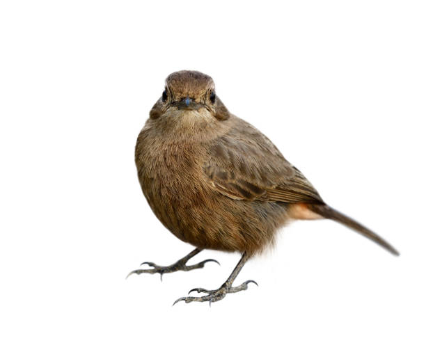 istock Lovely chubby brown bird with puffy feathers detaisl from head face wing body tail and beak to toe isolated on white background, female of Pied bushchat (Saxicola caprata) 1151119664