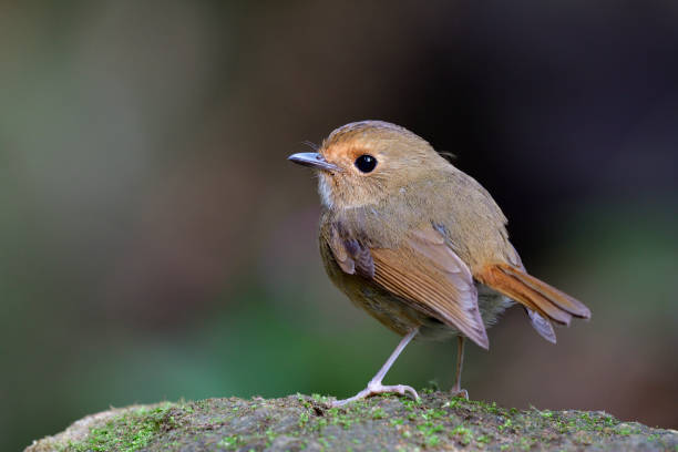 istock Lovely fat brown bird with orange brow making puffy feathers while perching on rock in stream, Rufous-browed Flycatcher (Anthipes solitaris) 1151119676