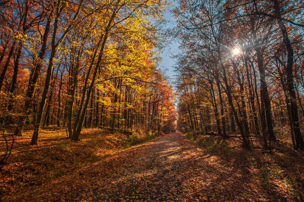 istock Autumn forest, colorful trees at sunlight. Colorful landscape 1151119873