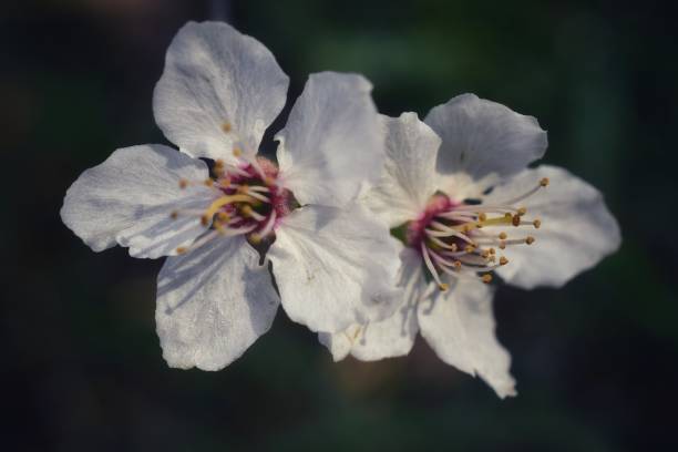 istock Close-Up Of White Cherry Blossom 1151122279