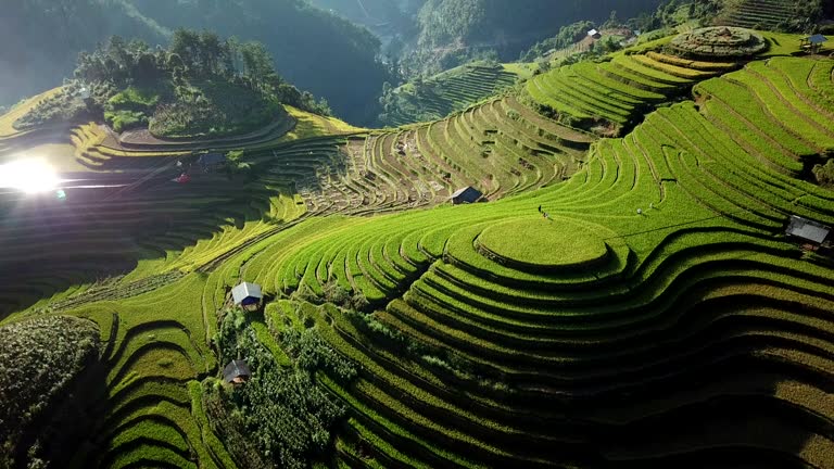 aerial view Rice field Terraces panoramic hillside with rice farming on mountains