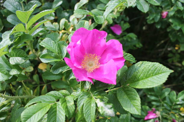 istock Closeup of beautiful summer flowers 1151124576
