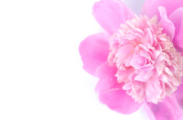 Close-up of a pink peony bud on a white background. There is free space for text.