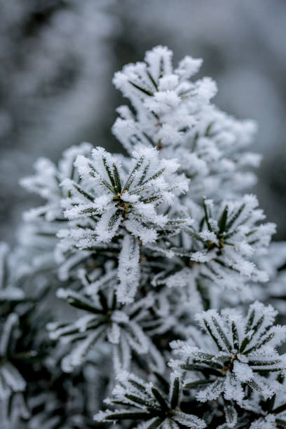 istock Frost covered juniper branch on winter day 1151127704