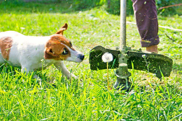 istock Trimer mows the grass with dandelions with Jack Russell Terrier 1151128122